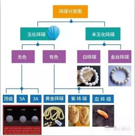 硨磲顏色|科普貼：一張圖帶你看懂硨磲分類及其價值